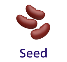 Bean, Food, Plant